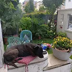 Mavipagi
