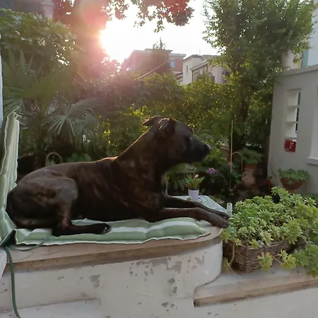 Mavipagi * Βερόνα